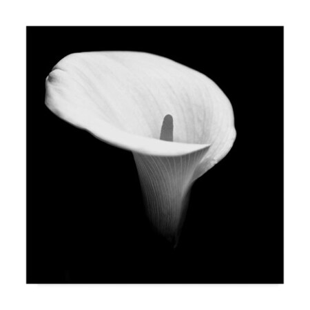 Trademark Fine Art Beata Czyzowska Young 'Black And White Beauty' Canvas Art, 14x14 BC00460-C1414GG